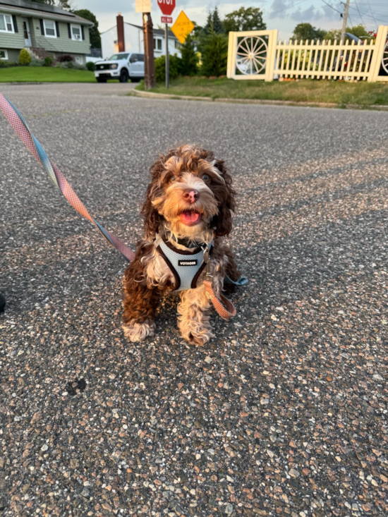 Small Cockapoo Pup