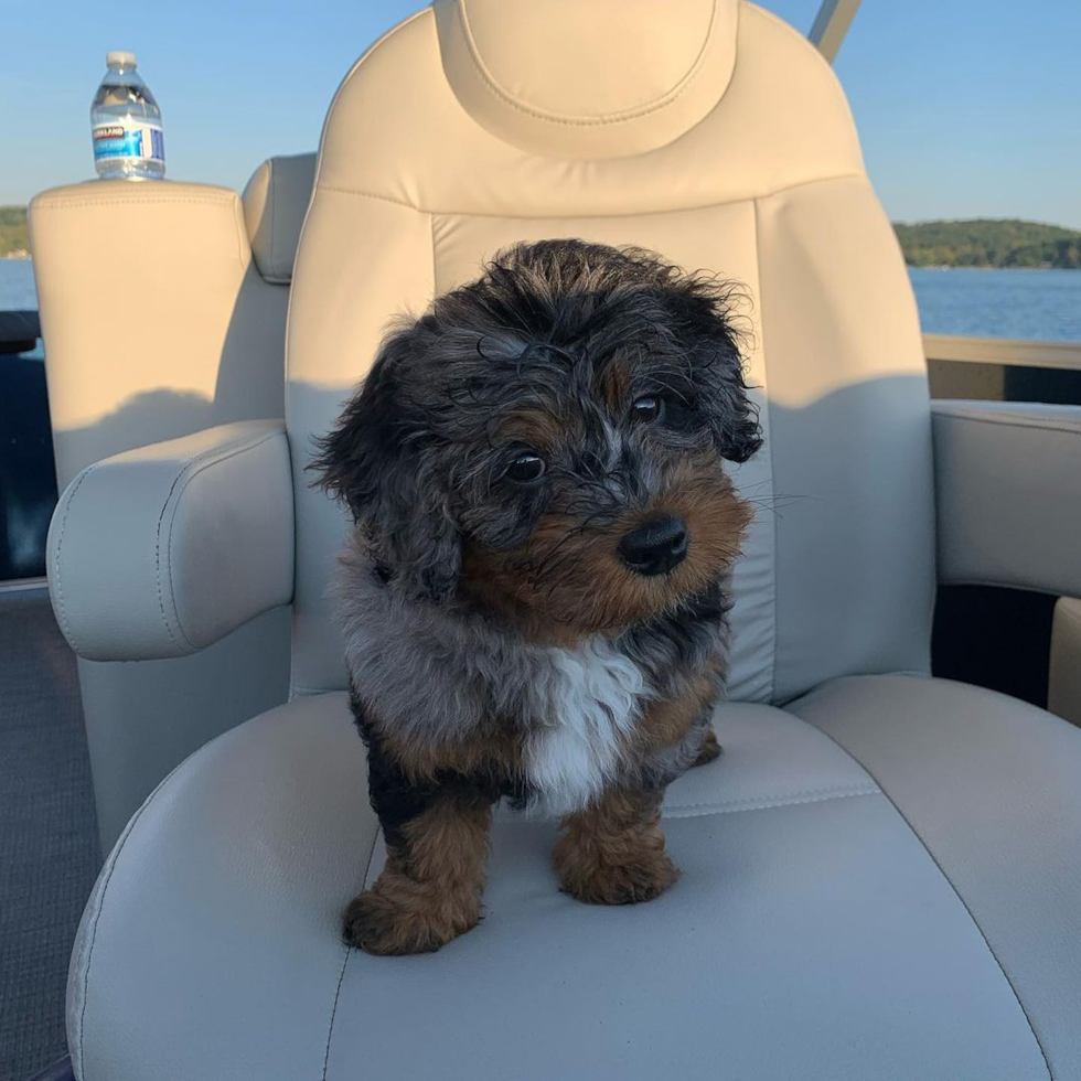 Cute Mini Bernedoodle Pup