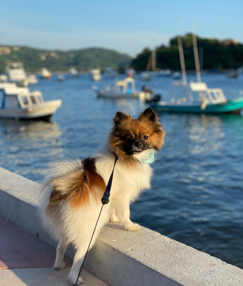 Pomeranian Being Cute