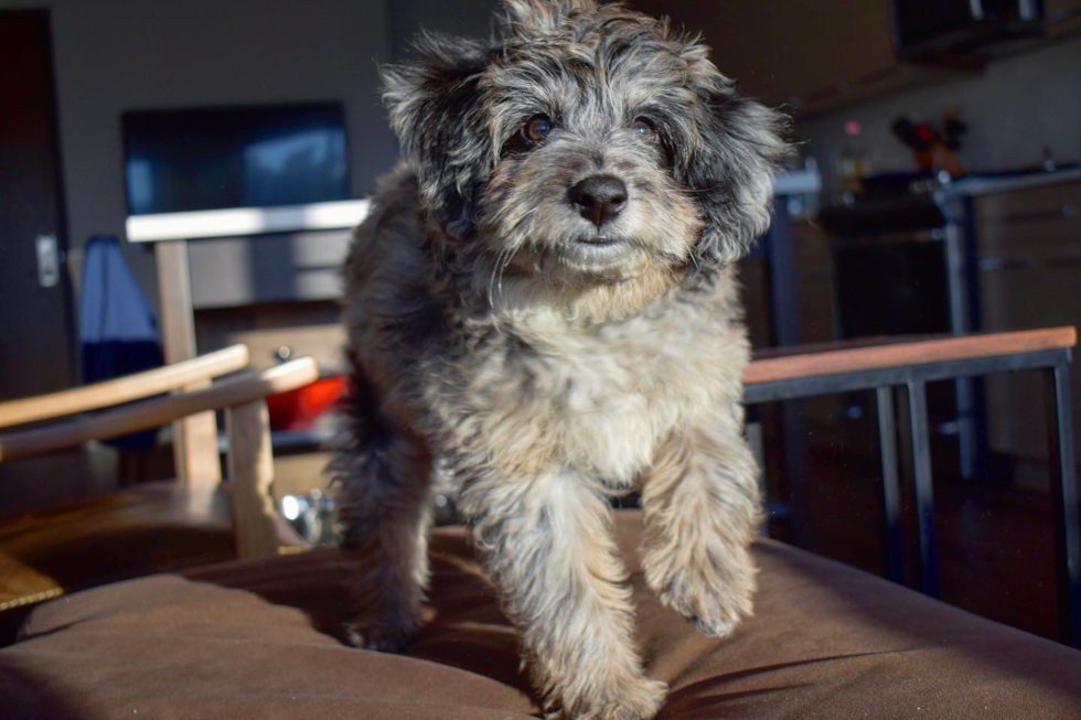 Energetic Aussiepoo Poodle Mix Pup
