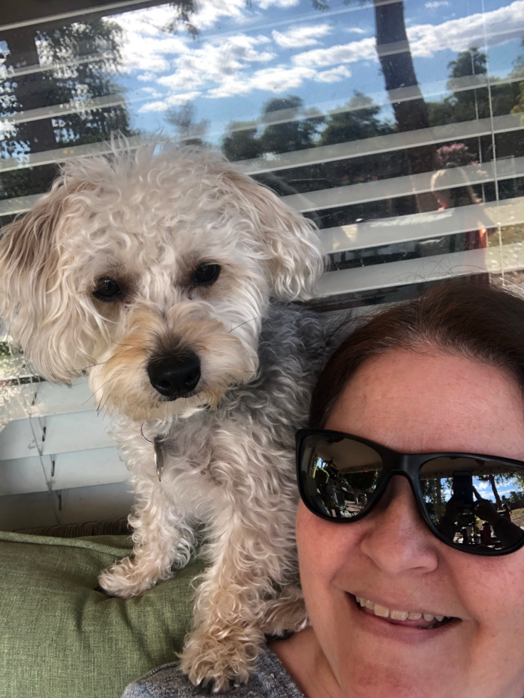 Little Borkie Designer Pup