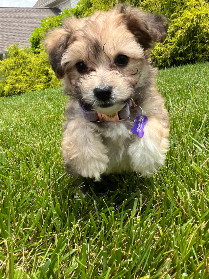 Franklin Aussiechon Pup