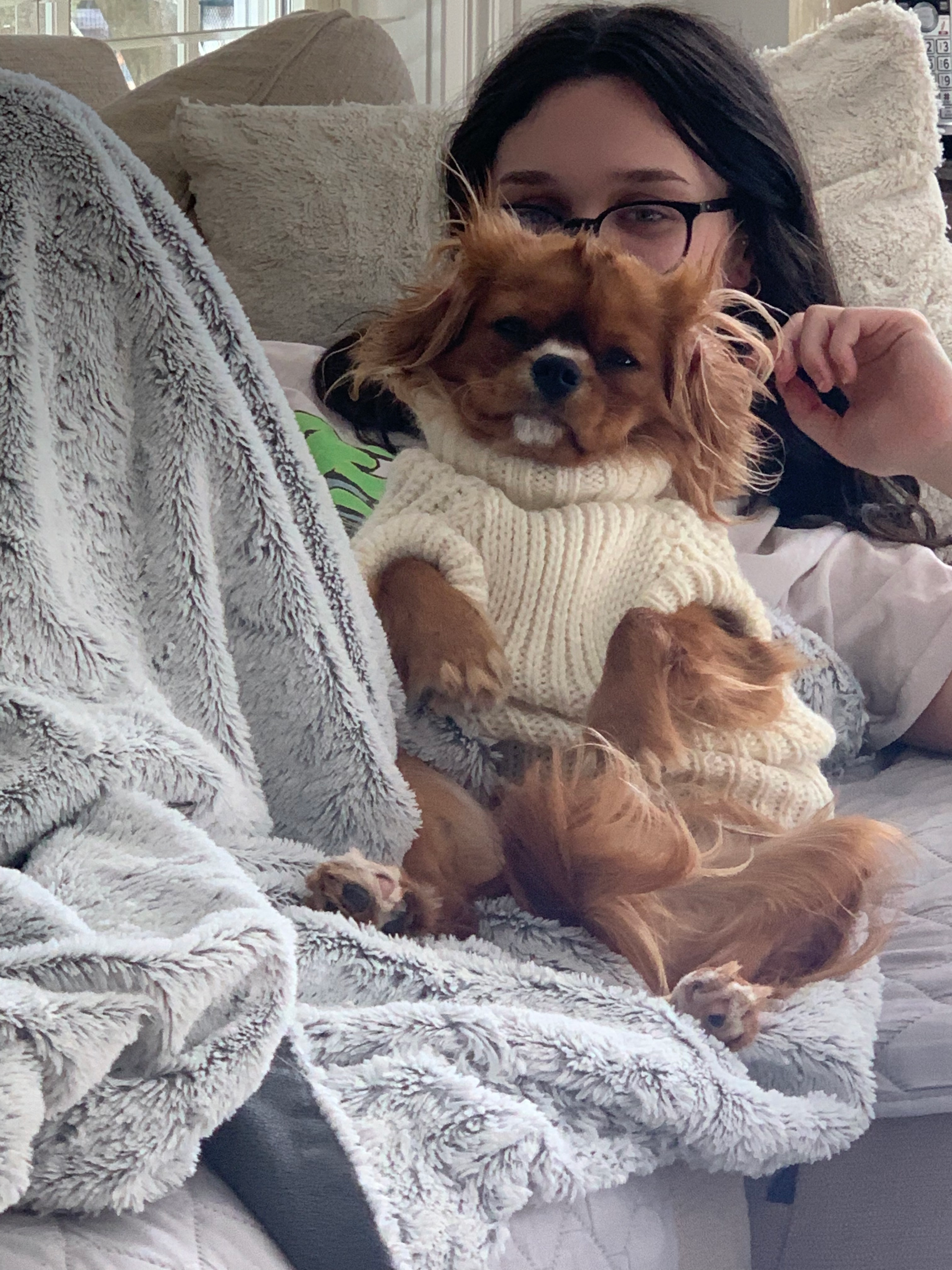 Popular Cavalier King Charles Spaniel Purebred Pup