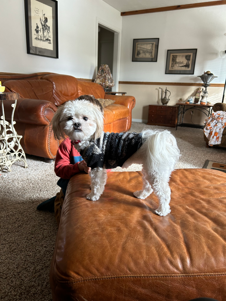 Adorable Shi Chon Designer Pup