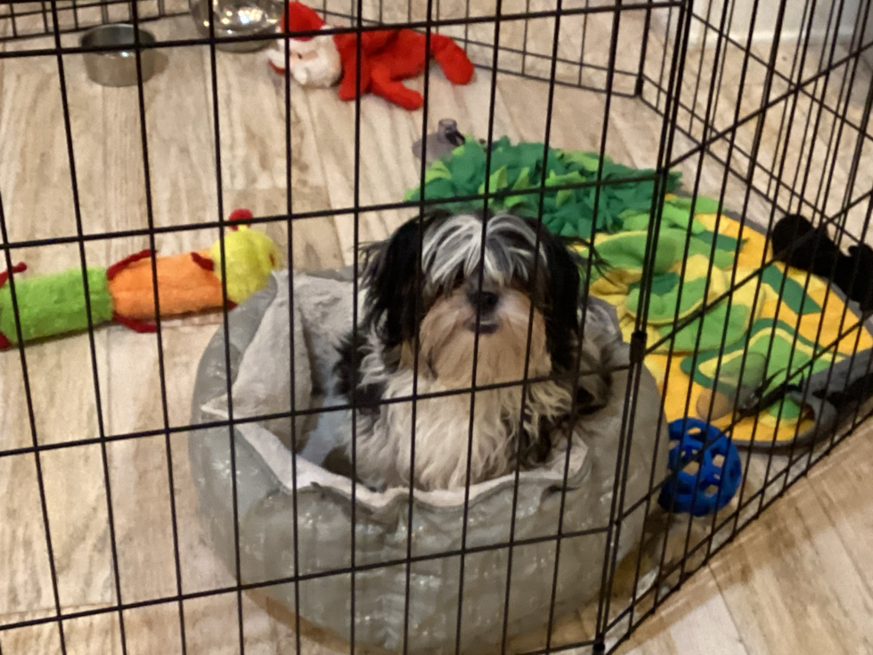 Adorable Shit Designer Pup