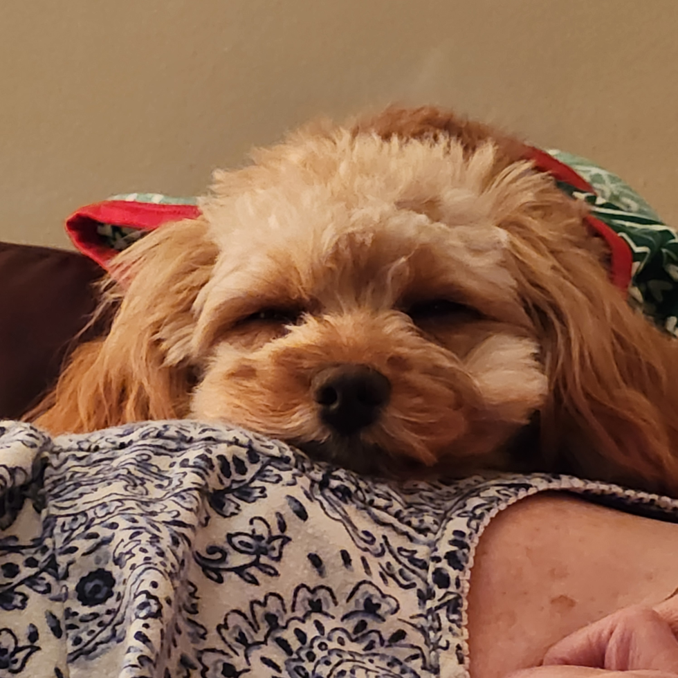 Smart Cavapoo Poodle Mix Pup