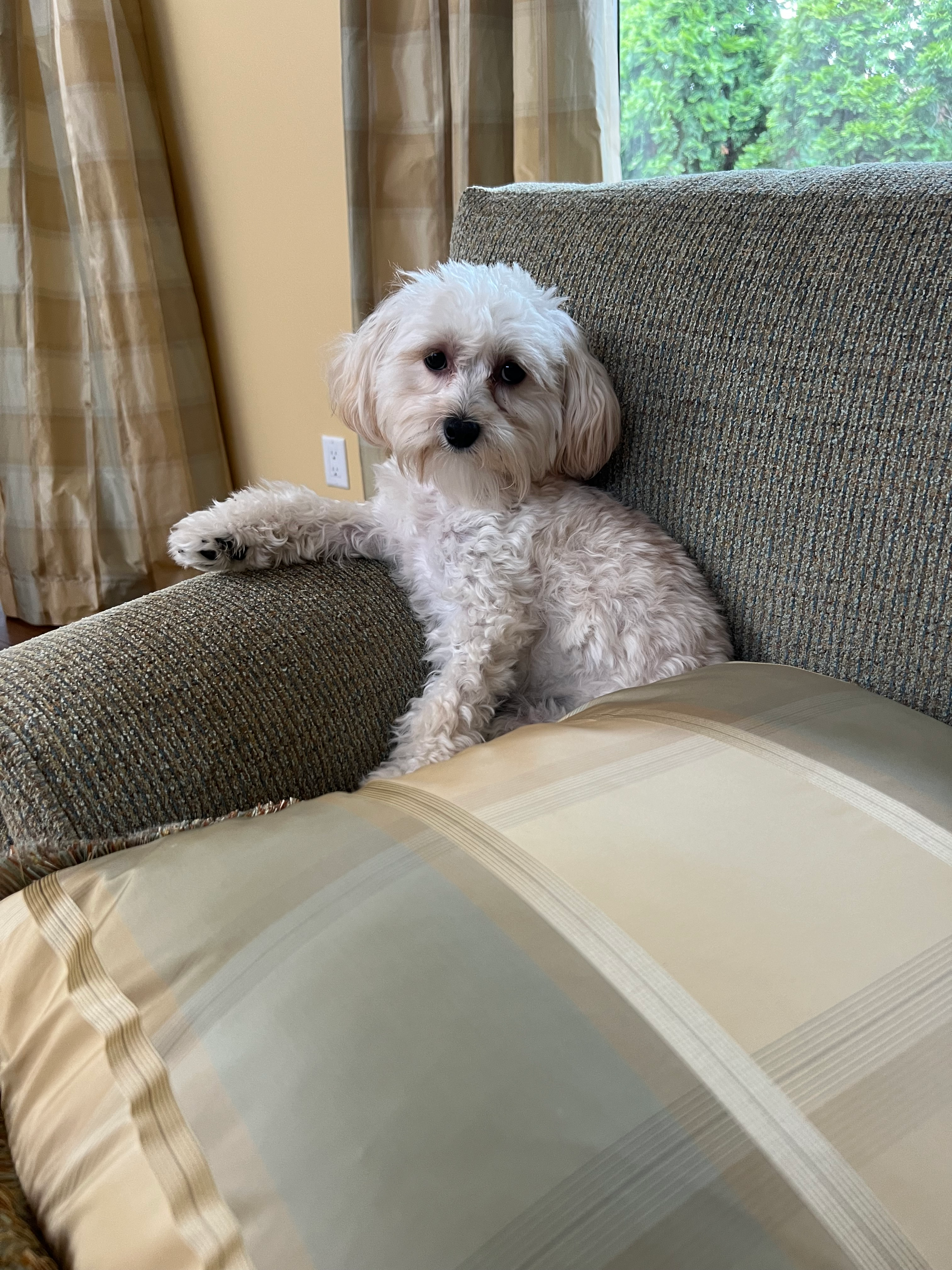 Happy Maltipoo Baby