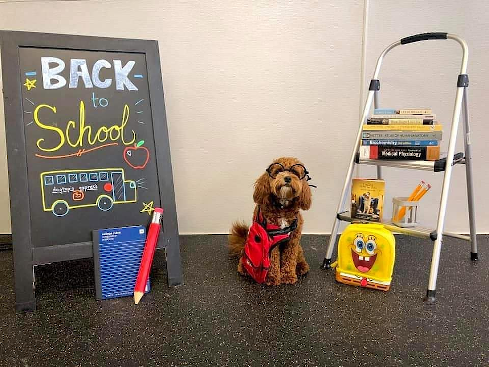 Happy Cavapoo Pup in Saint Louis MO