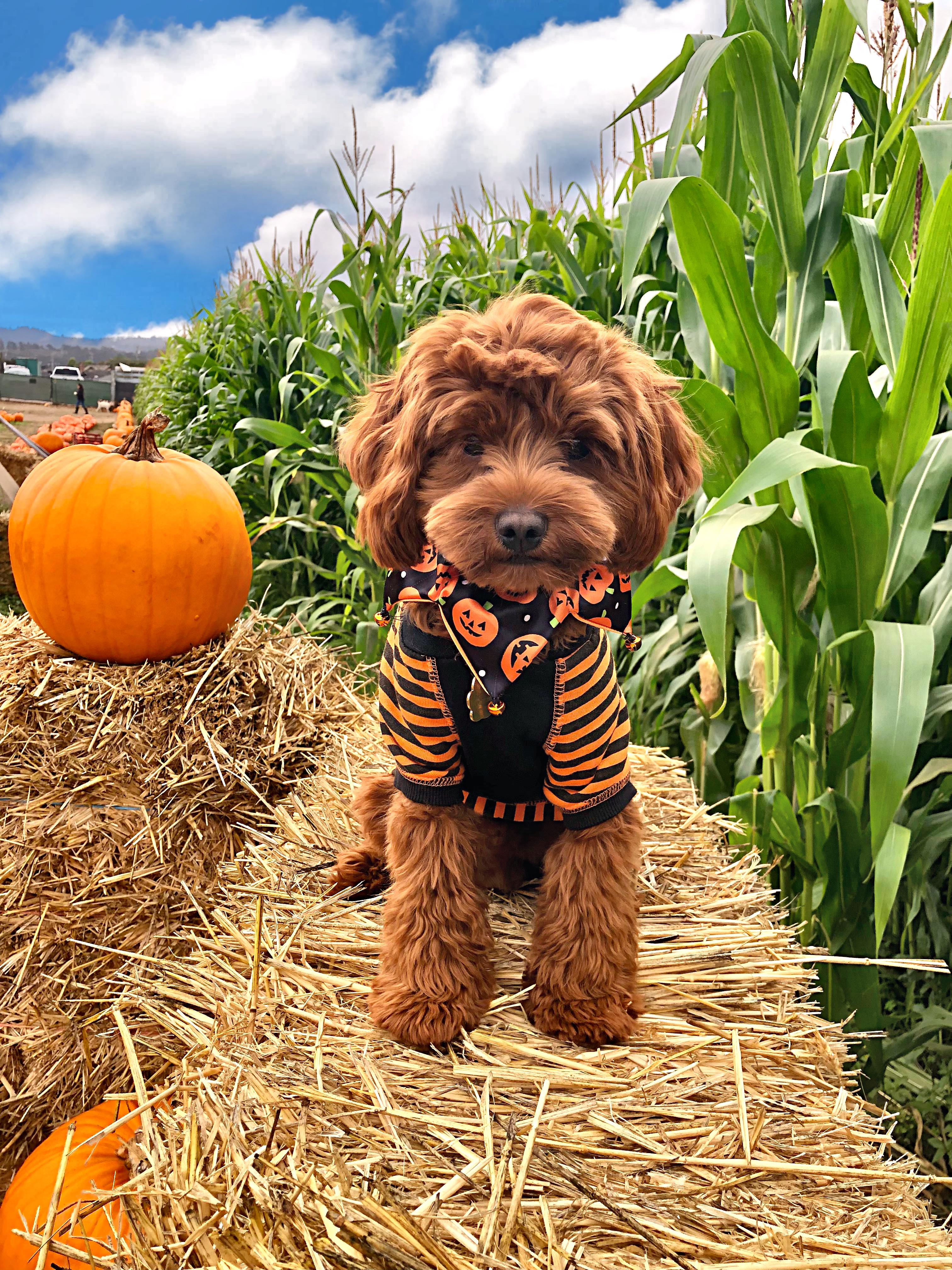 Smart Cavapoo Poodle Mix Pup