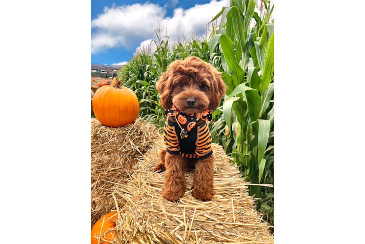 Smart Cavapoo Poodle Mix Pup