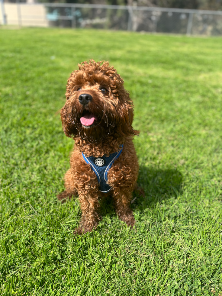 Funny Cavapoo Poodle Mix Pup