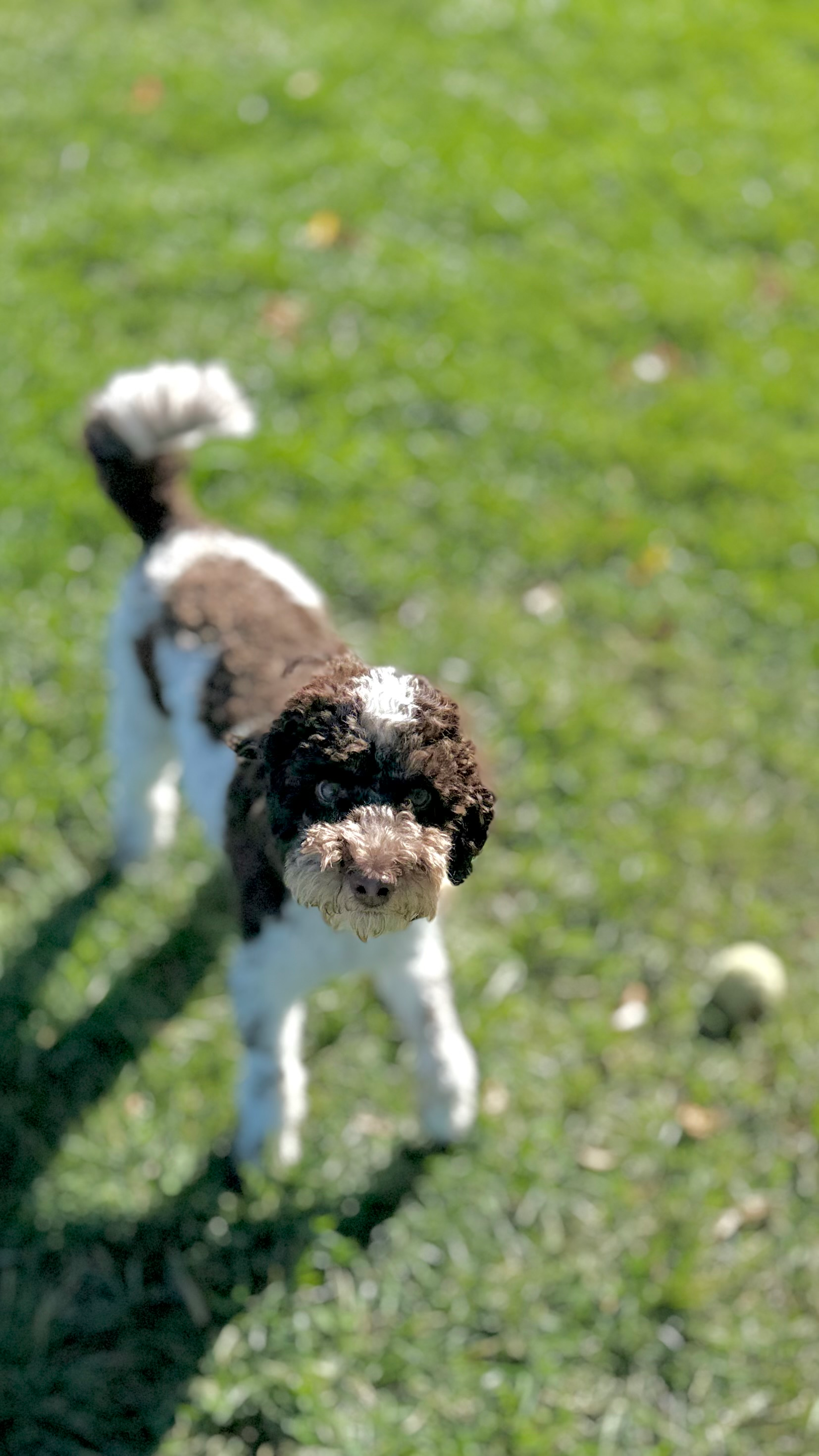 Fluffy Cockapoo Poodle Mix Pup