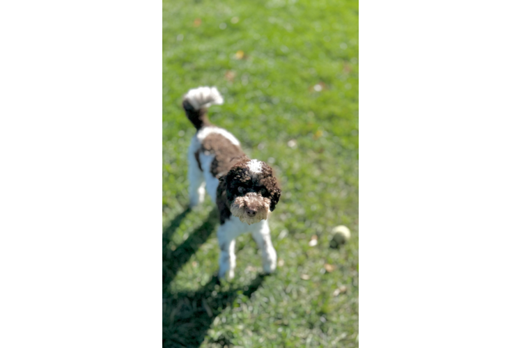 Fluffy Cockapoo Poodle Mix Pup