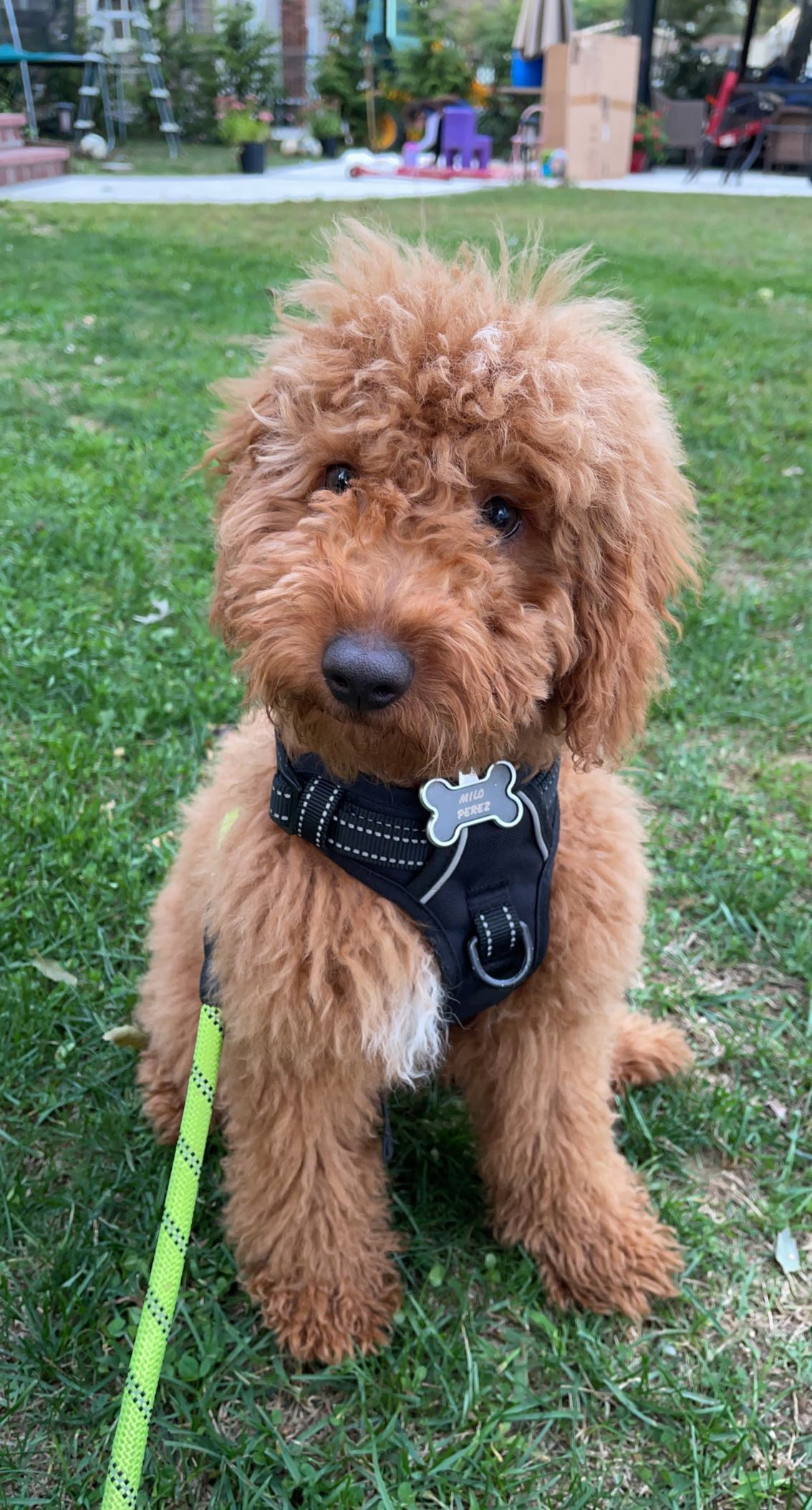Mini Goldendoodle Puppy for Adoption
