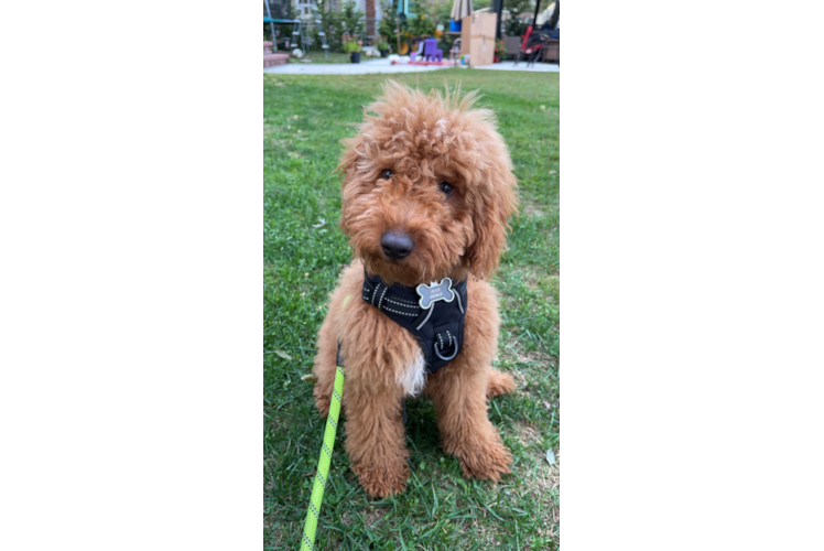 Mini Goldendoodle Puppy for Adoption