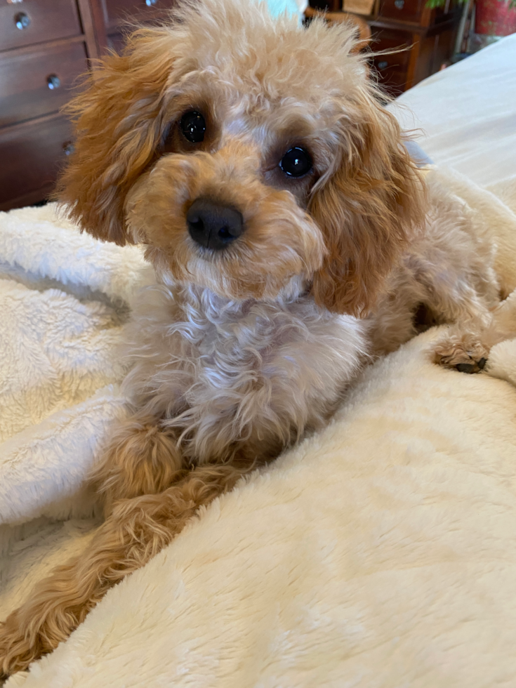 Cavapoo Pup