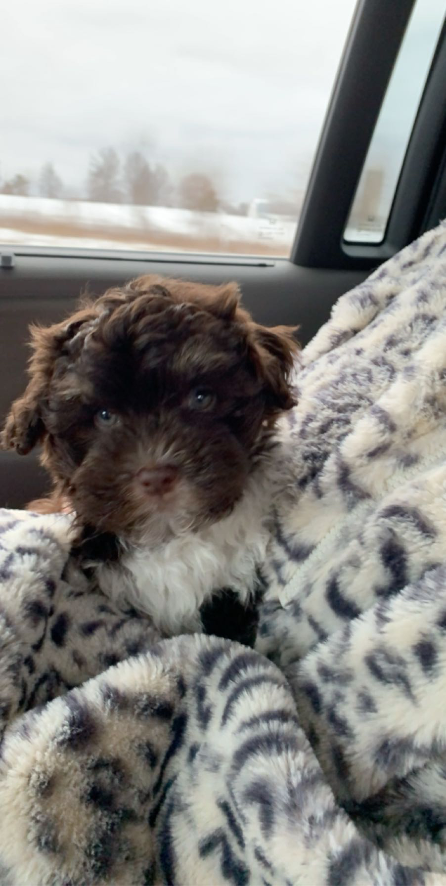 Friendly Havanese Purebred Pup