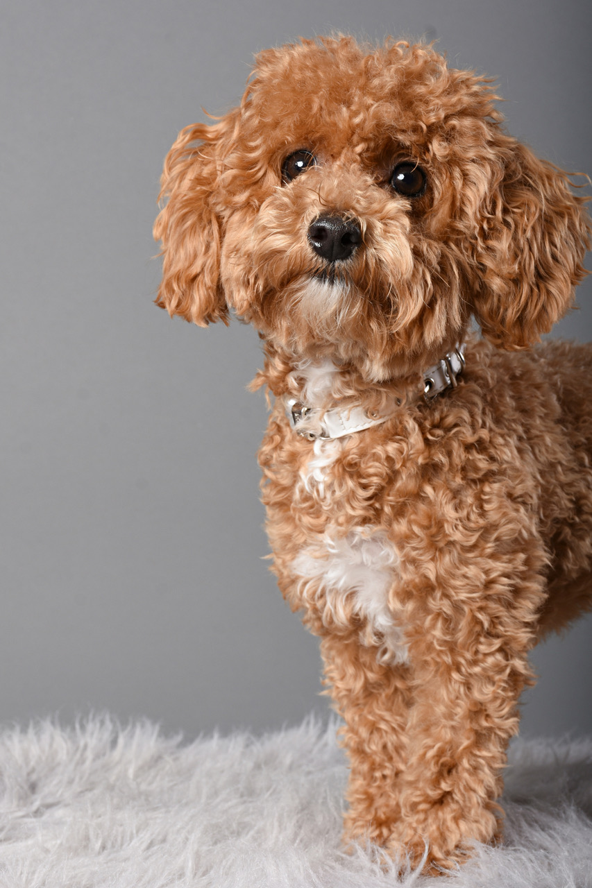 Best Poochon Baby