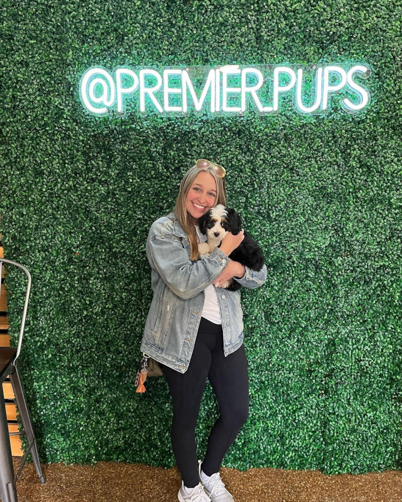 Playful Bernadoodle Poodle Mix Pup