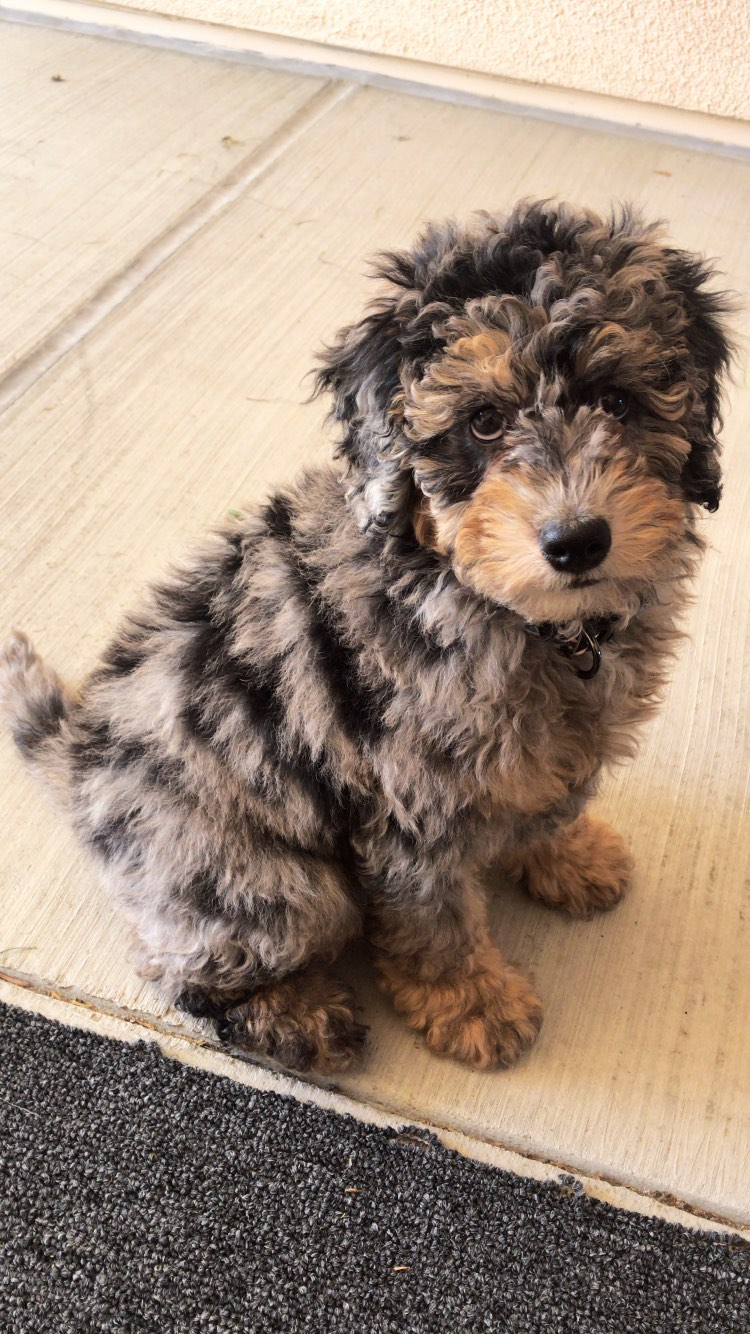 Mini Sheepadoodle Pup Being Cute