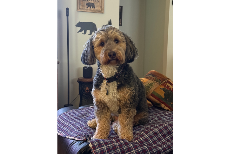 Friendly Mini Bernedoodle Baby