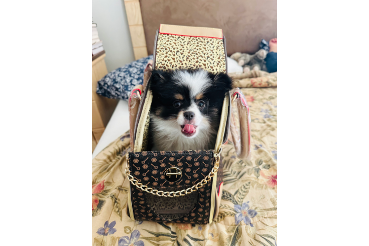 Little Pomeranian Purebred Pup