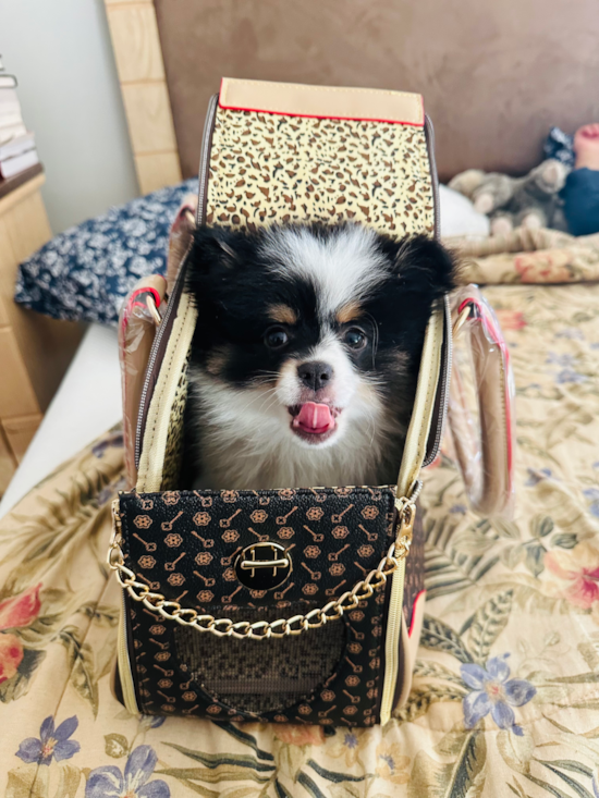 Popular Pomeranian Pup