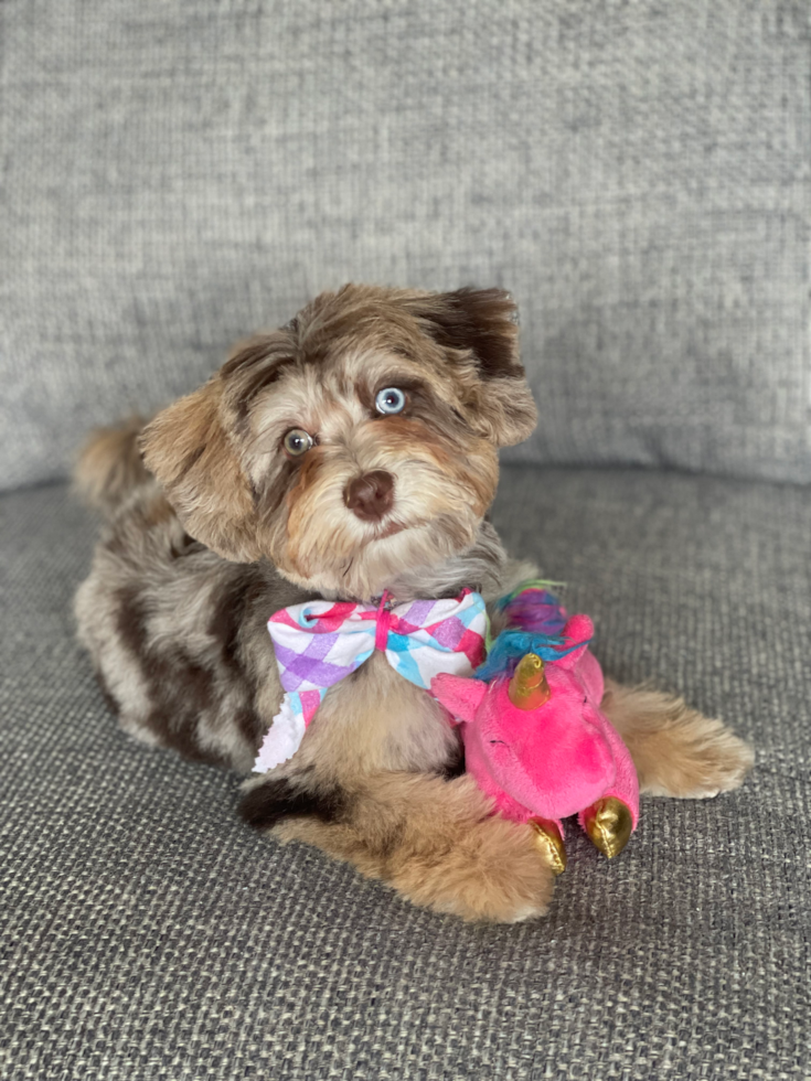 Happy Havapoo Pup in Schaumburg IL