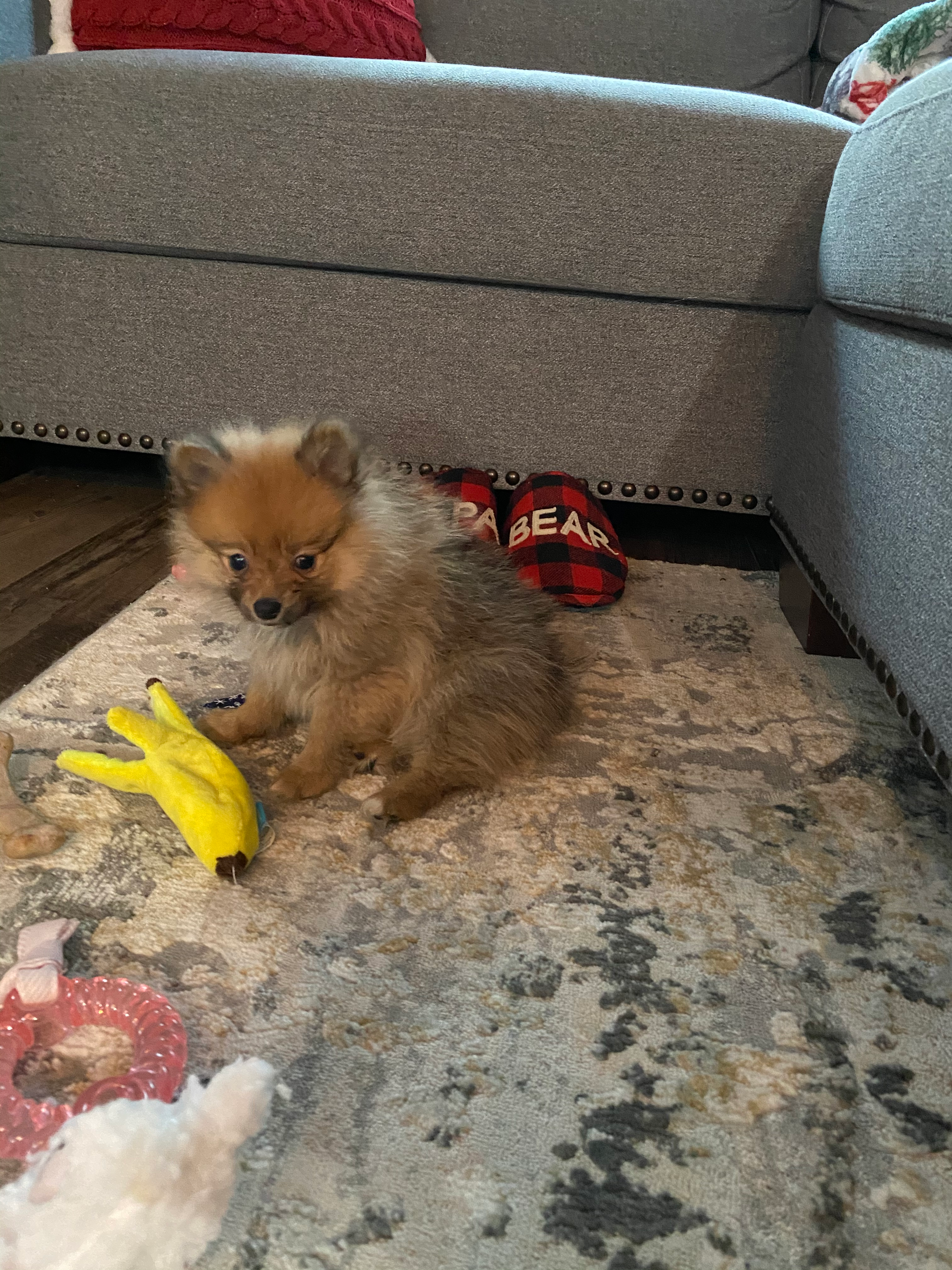 Pomeranian Pup Being Cute