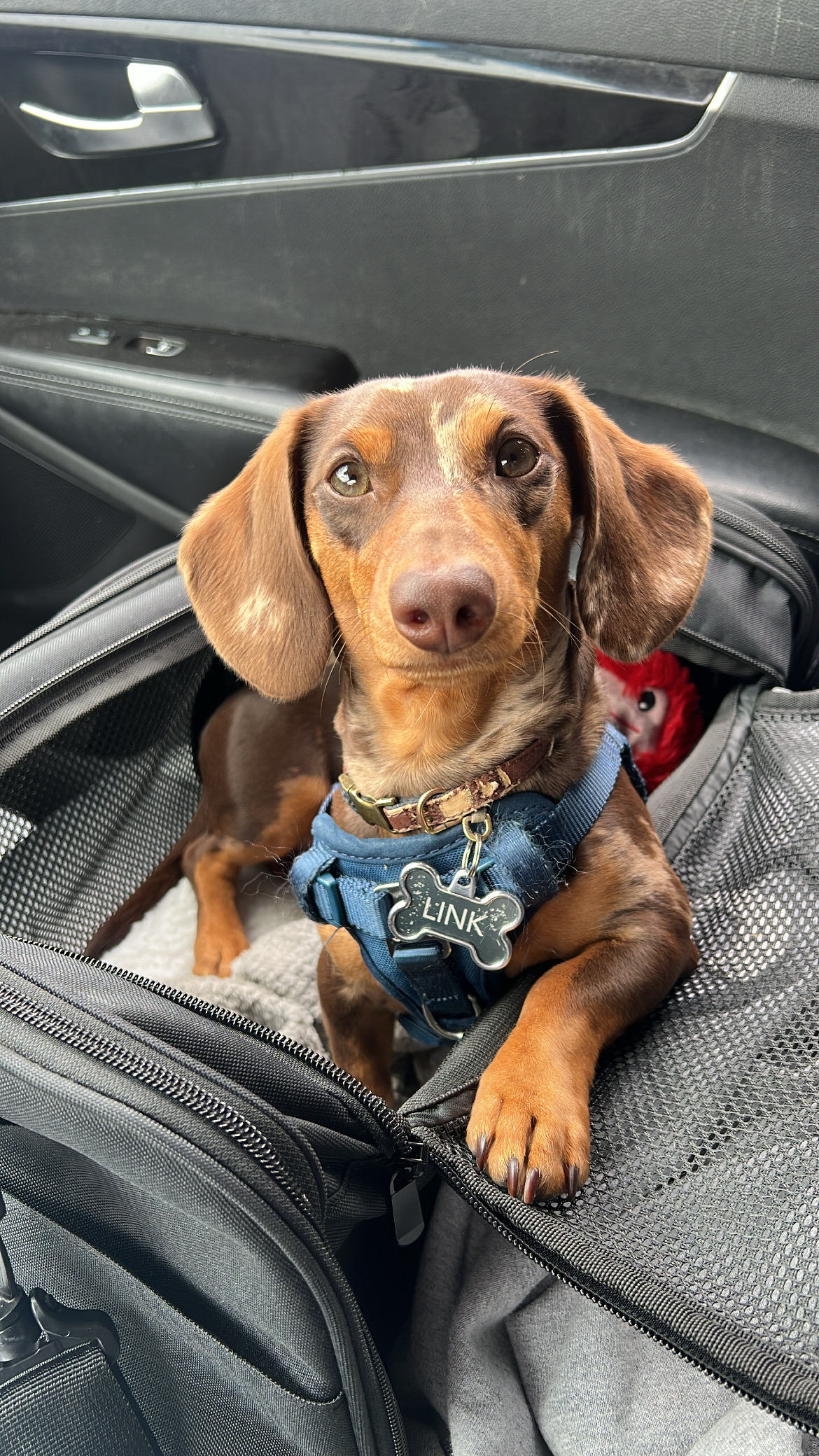 Cute Dachshund Baby