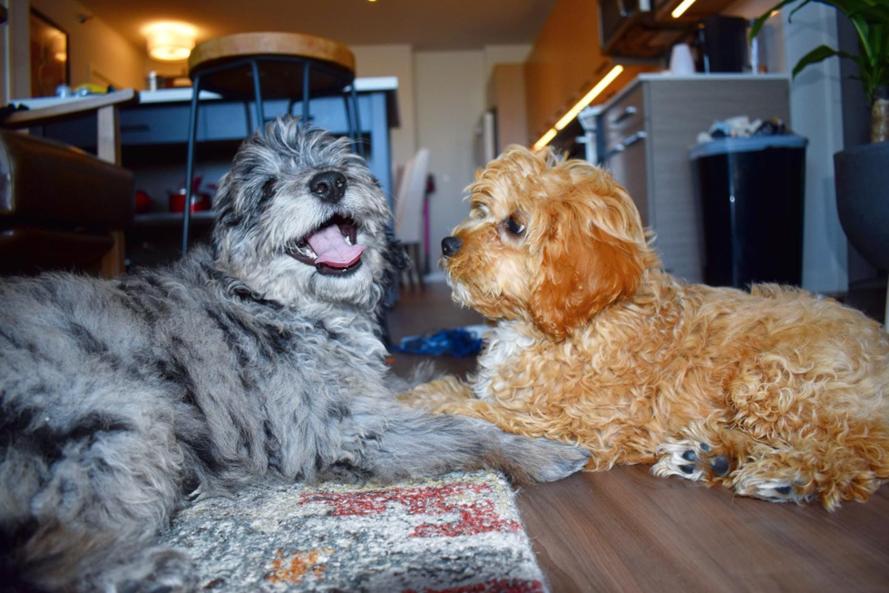 Playful Aussiepoo Poodle Mix Pup