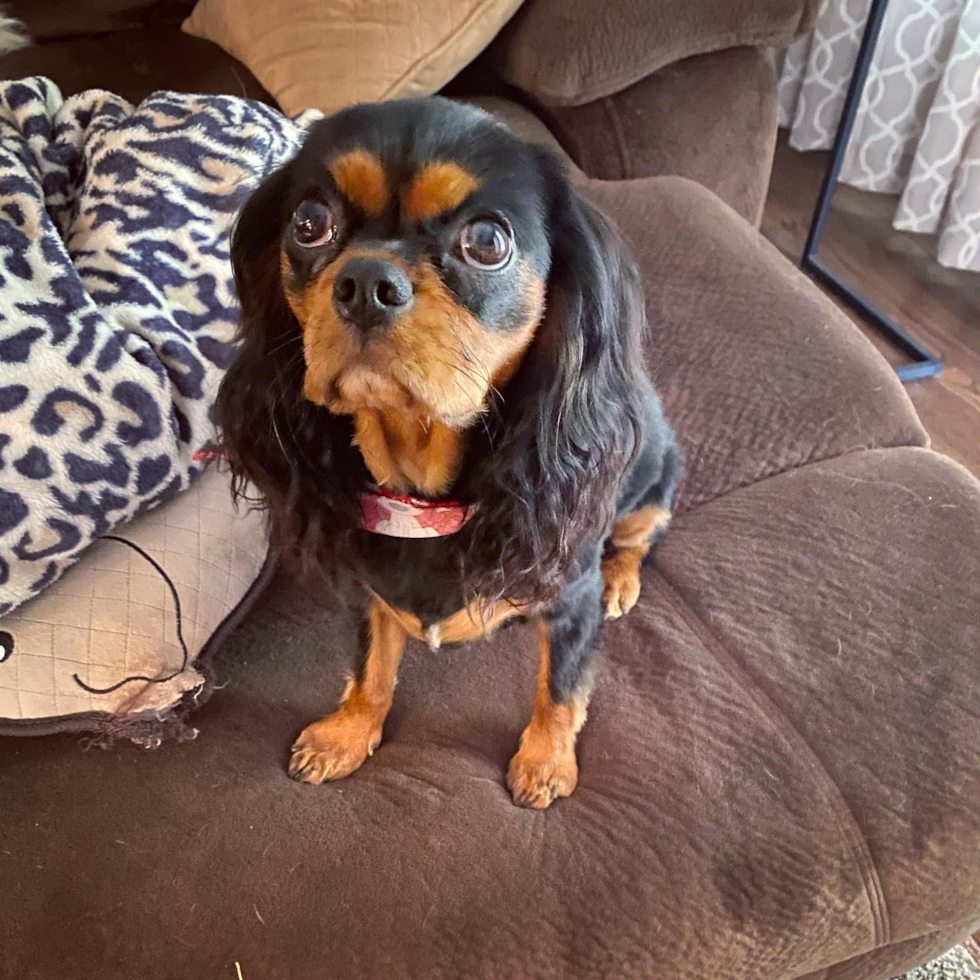 Petite Cavalier King Charles Spaniel Purebred Pup