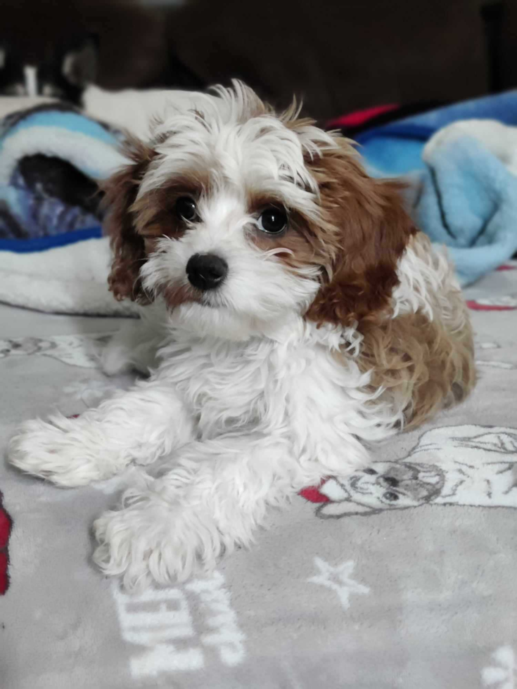 Popular Cavapoo Poodle Mix Pup