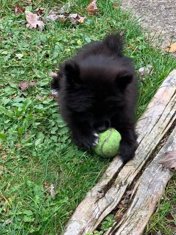 Adorable Pomeranian Pup in