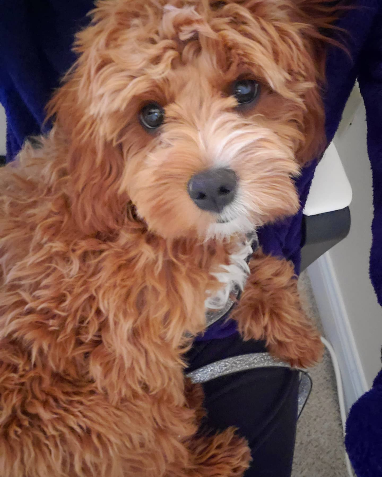 Cute Cavapoo Pup