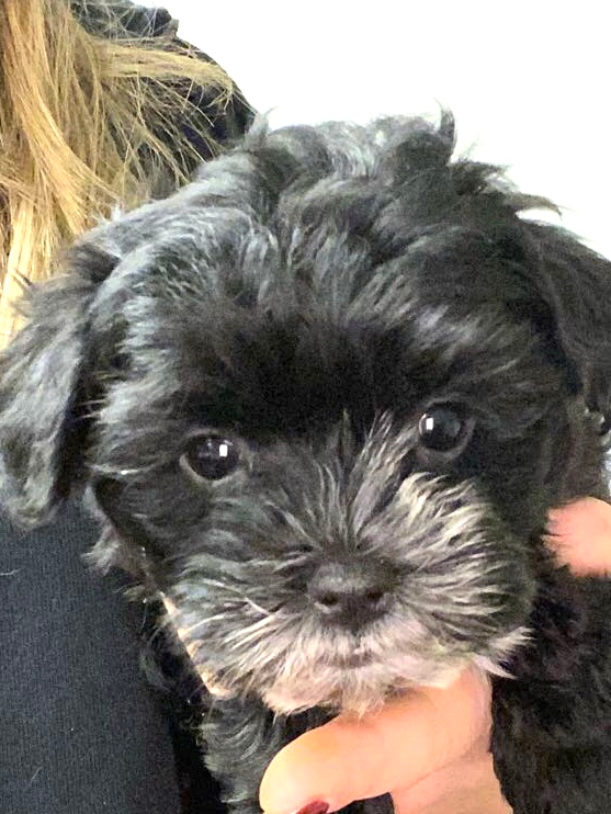 Best Morkie Baby