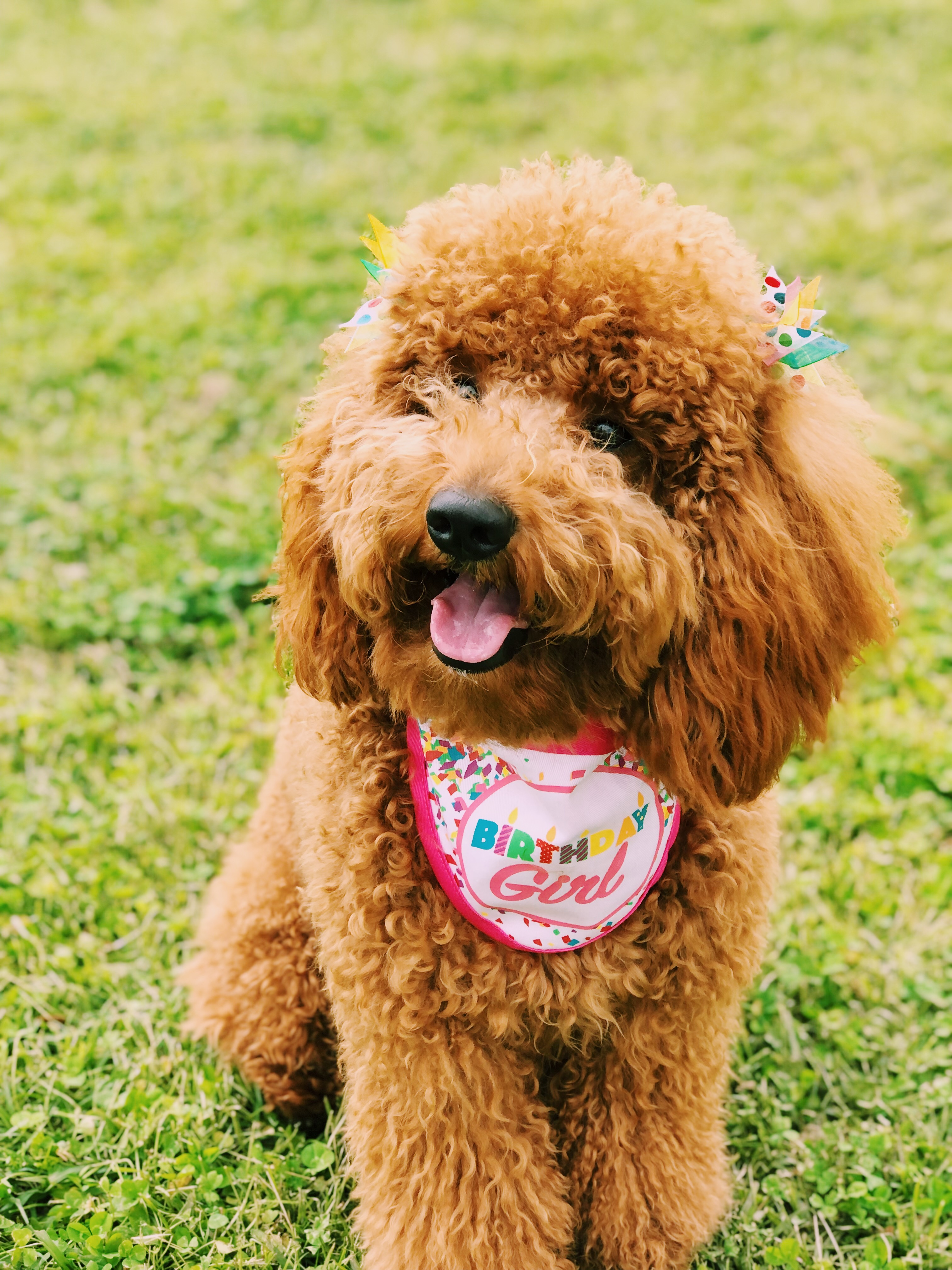 Sweet Mini Goldendoodle Baby