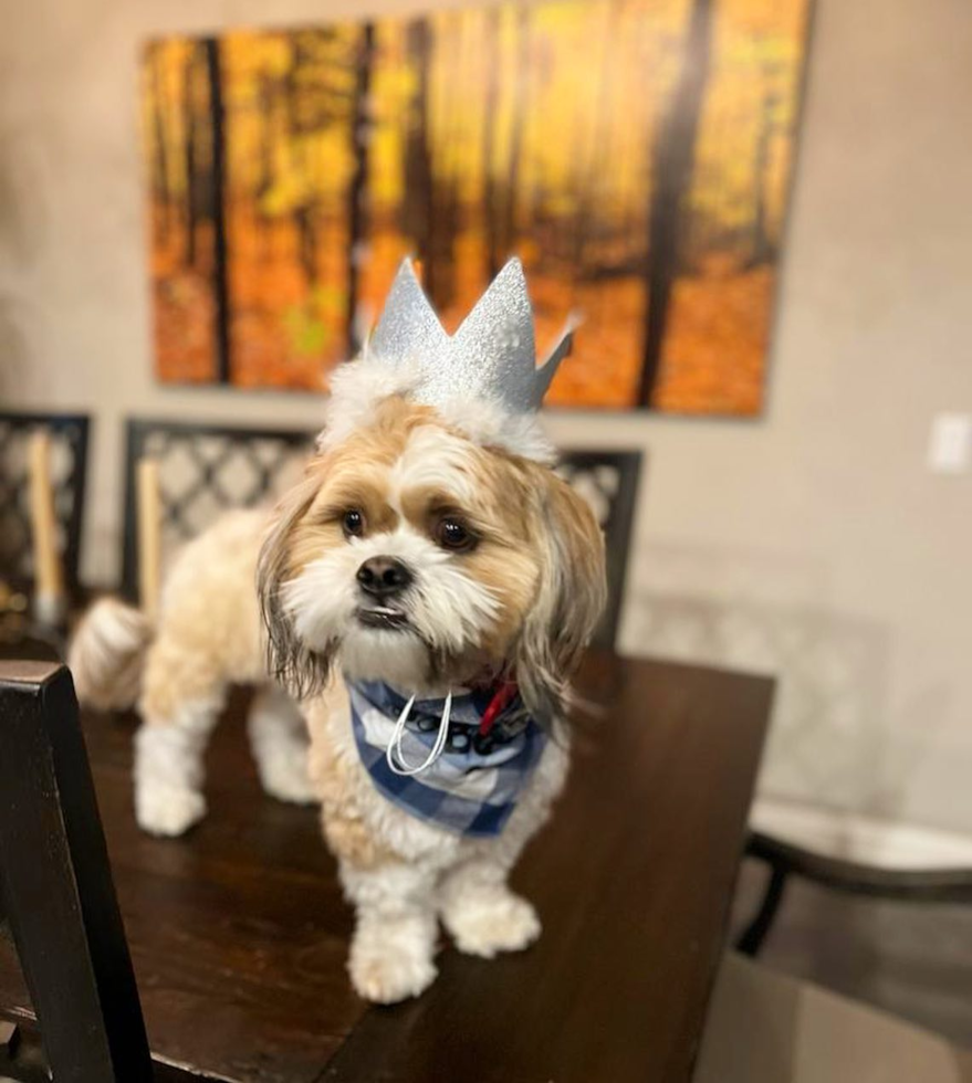 Little Shih Tzu Purebred Pup