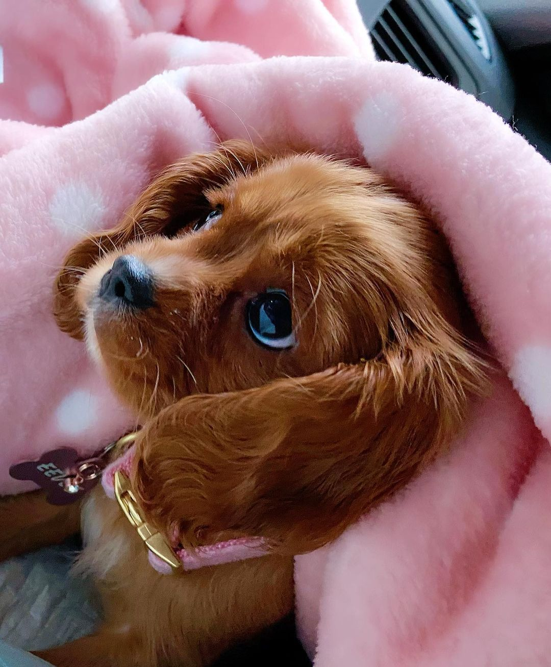 Best Cavalier King Charles Spaniel Baby