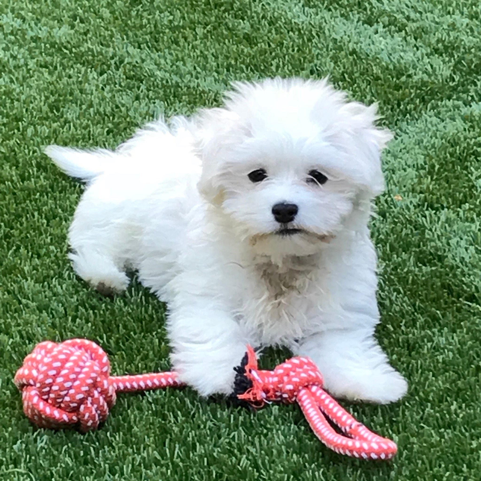 Best Maltese Baby