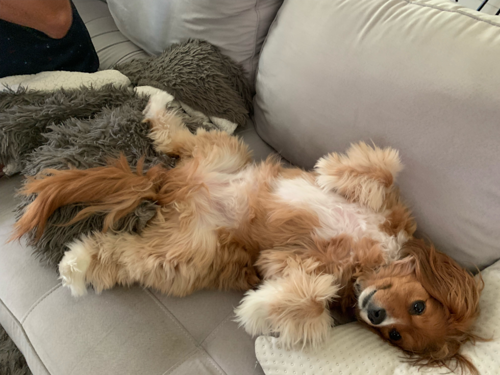 Energetic Cavoodle Poodle Mix Pup