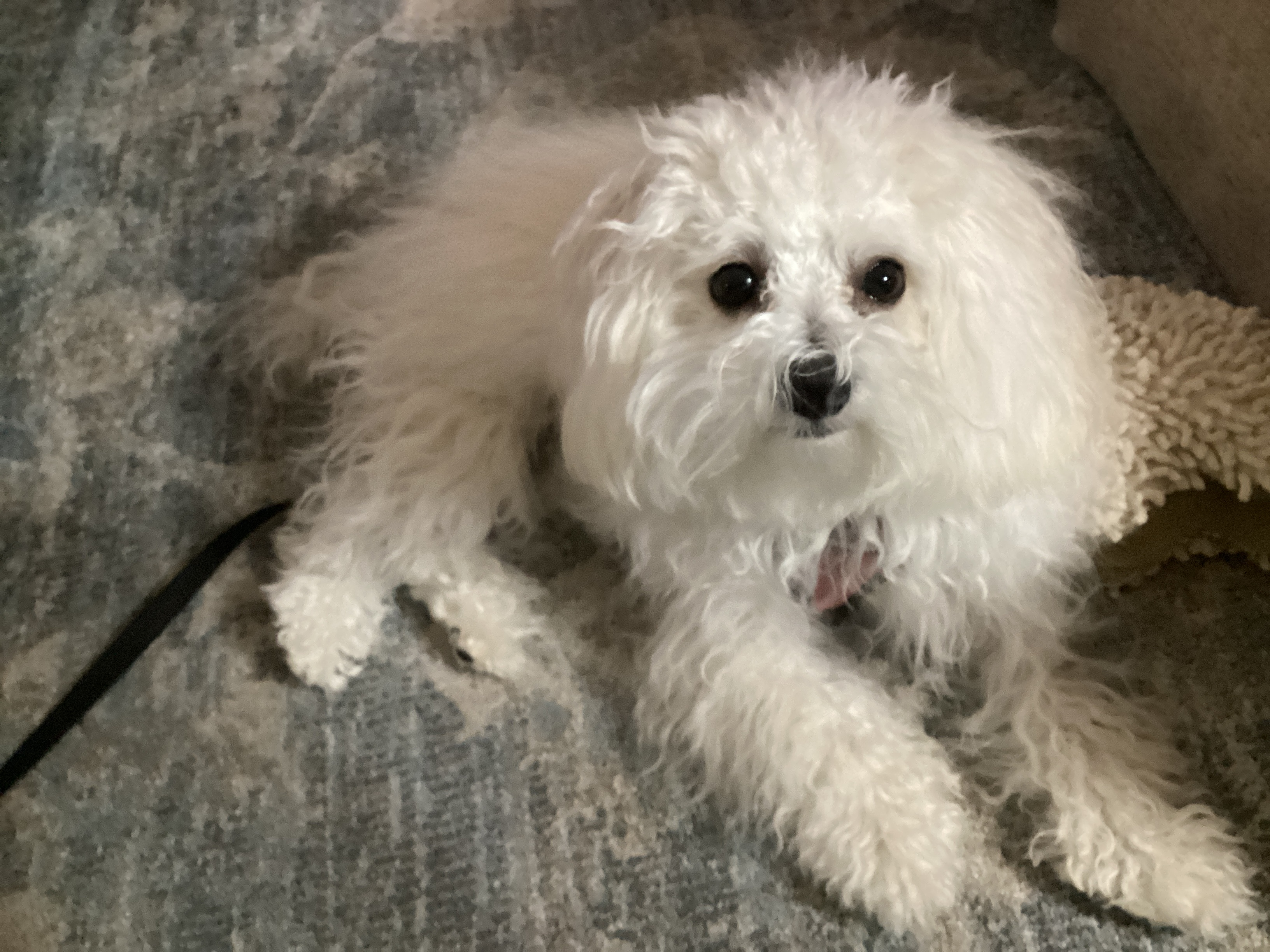 Best Maltipoo Baby
