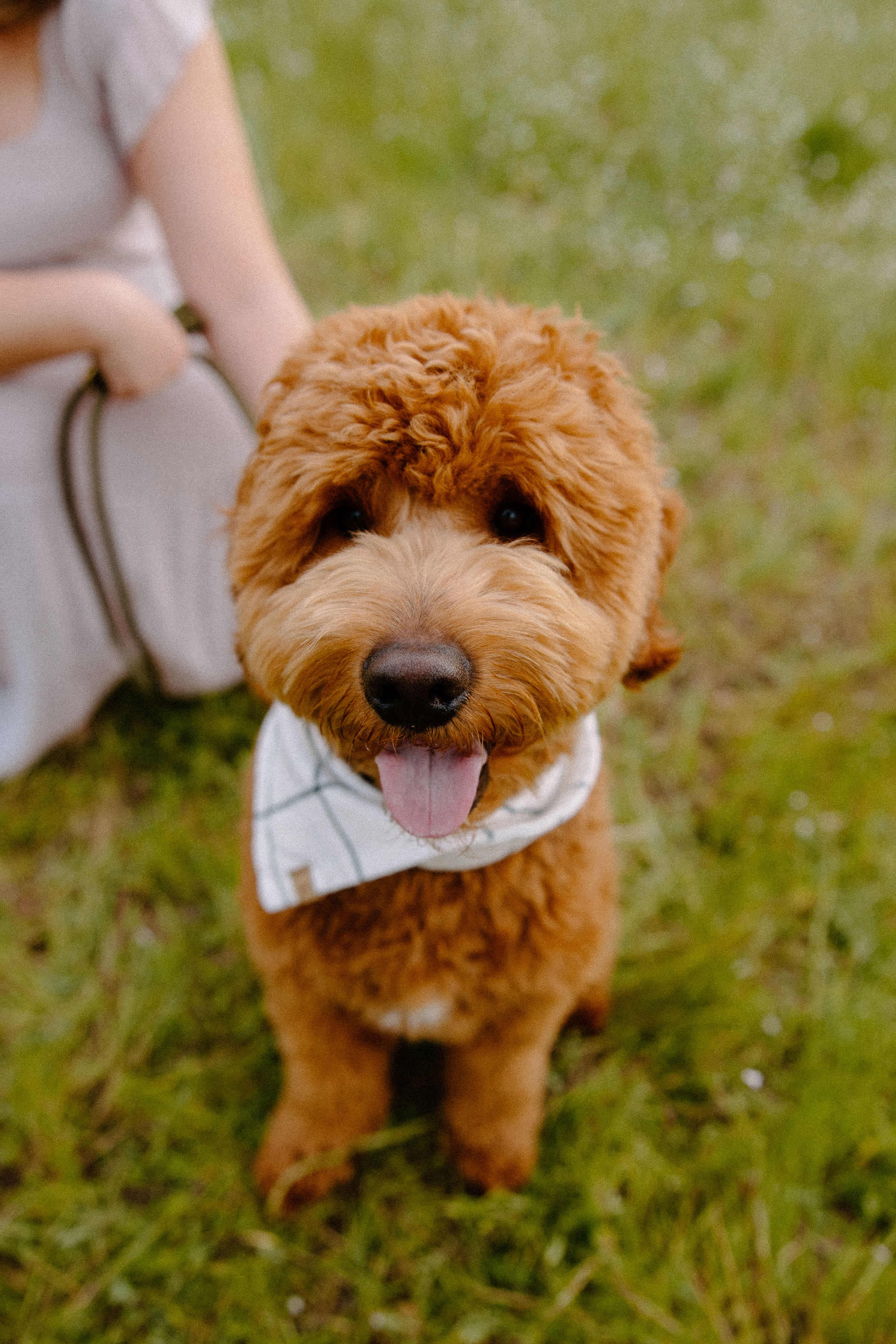 Mini Goldendoodle Pup Being Cute