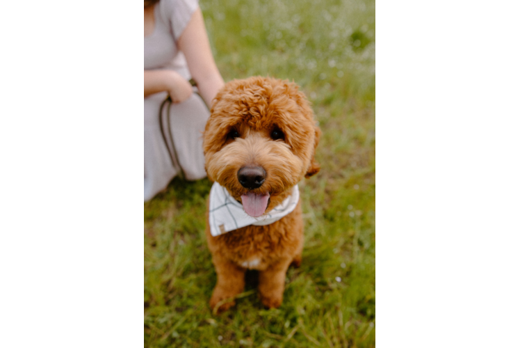 Mini Goldendoodle Pup Being Cute