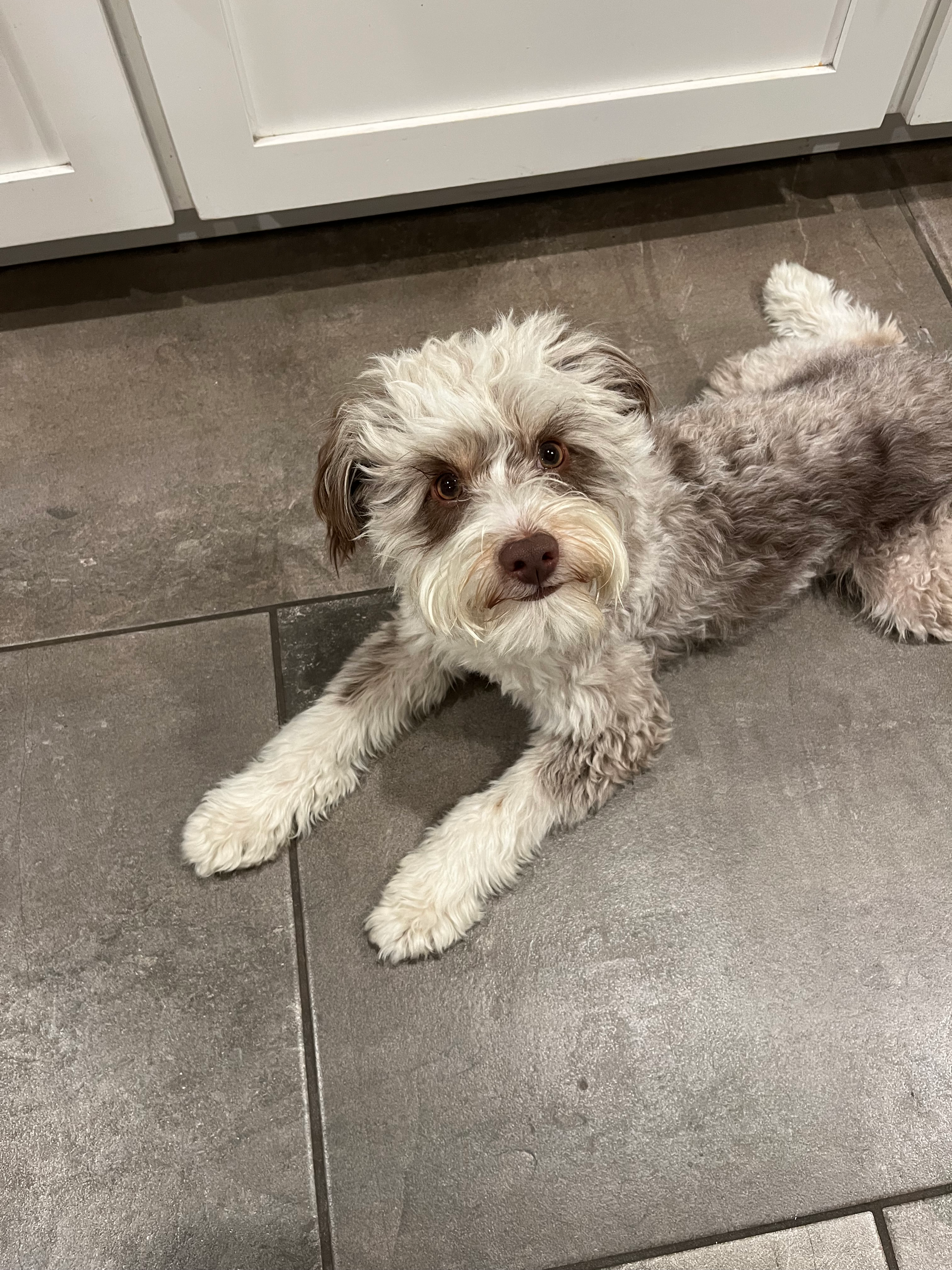 Sweet Mini Aussiedoodle Baby
