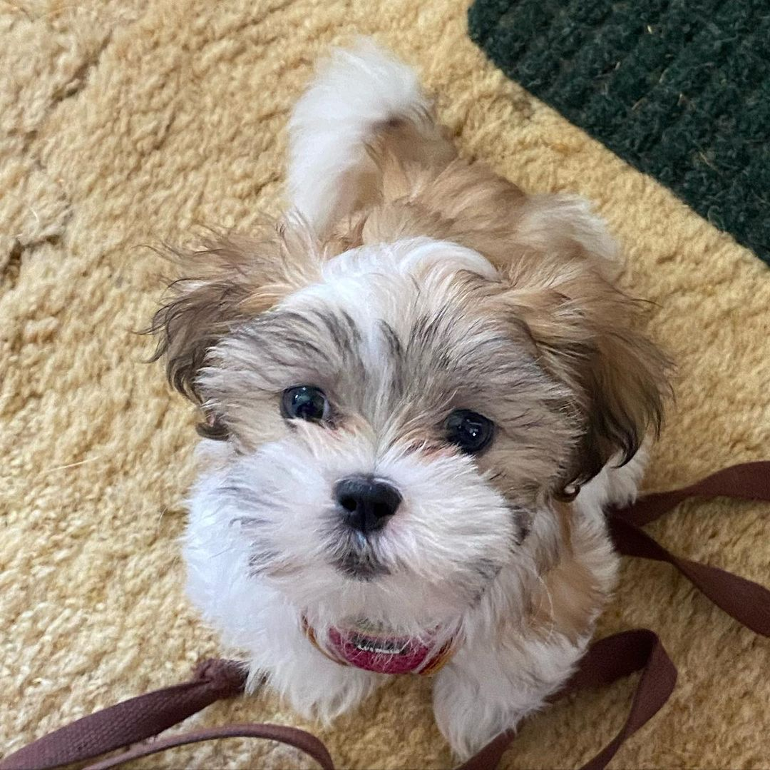 Small Teddy Bear Baby