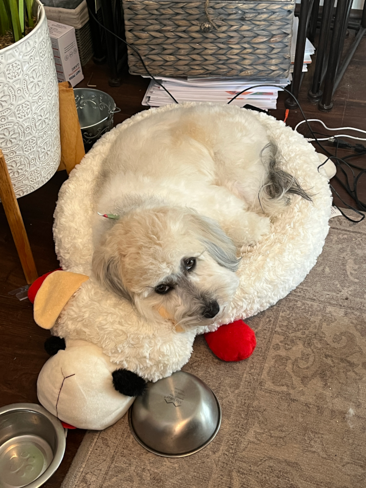 Adorable Havadoodle Poodle Mix Pup