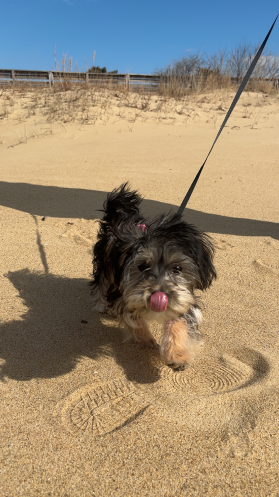 Morkie Pup