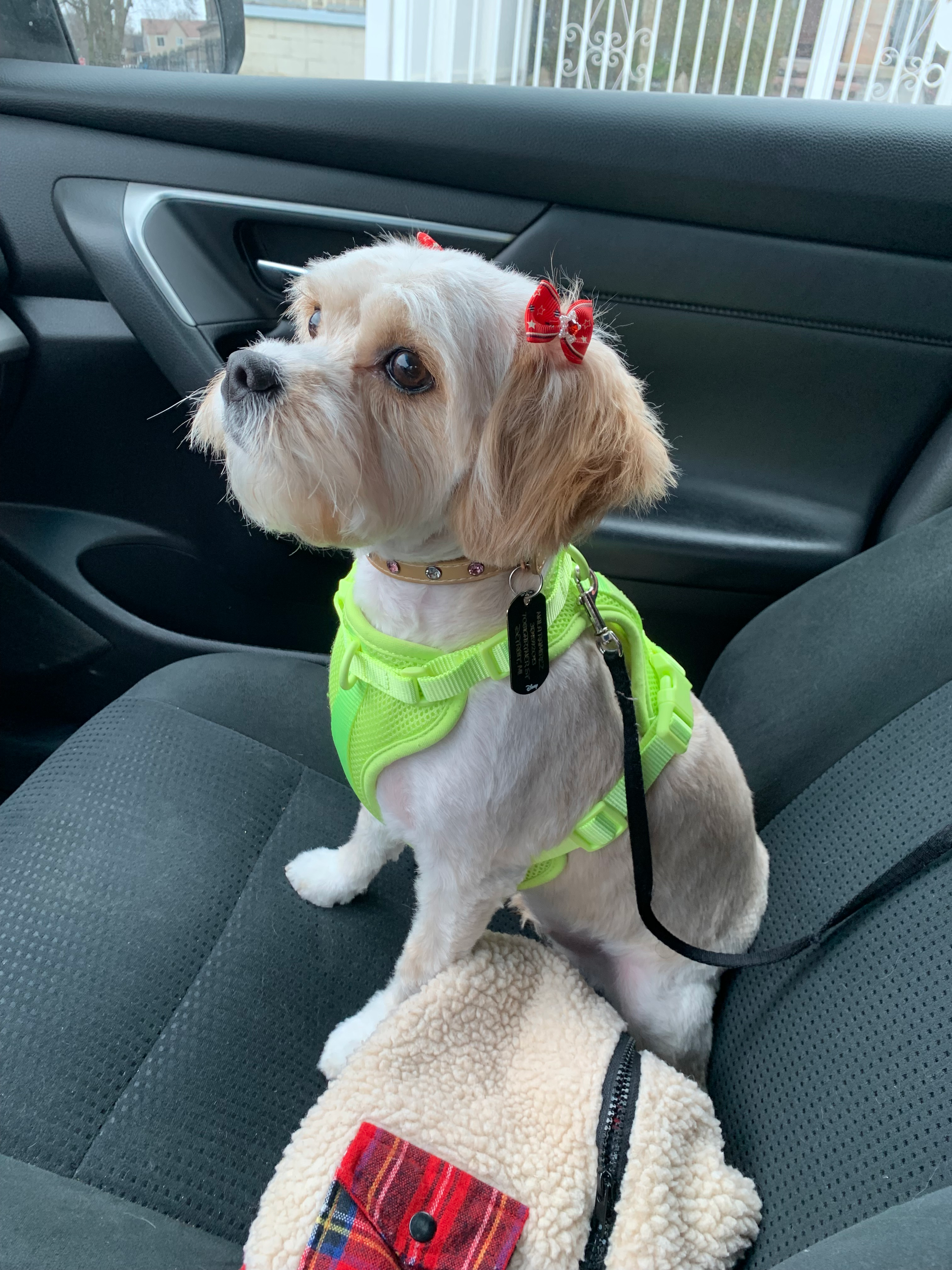 Cavachon Pup Being Cute