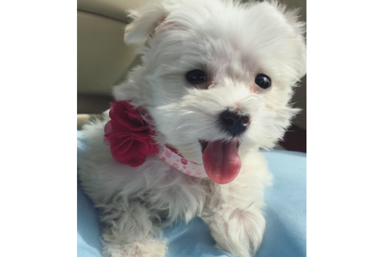 Cute Maltese Purebred Puppy